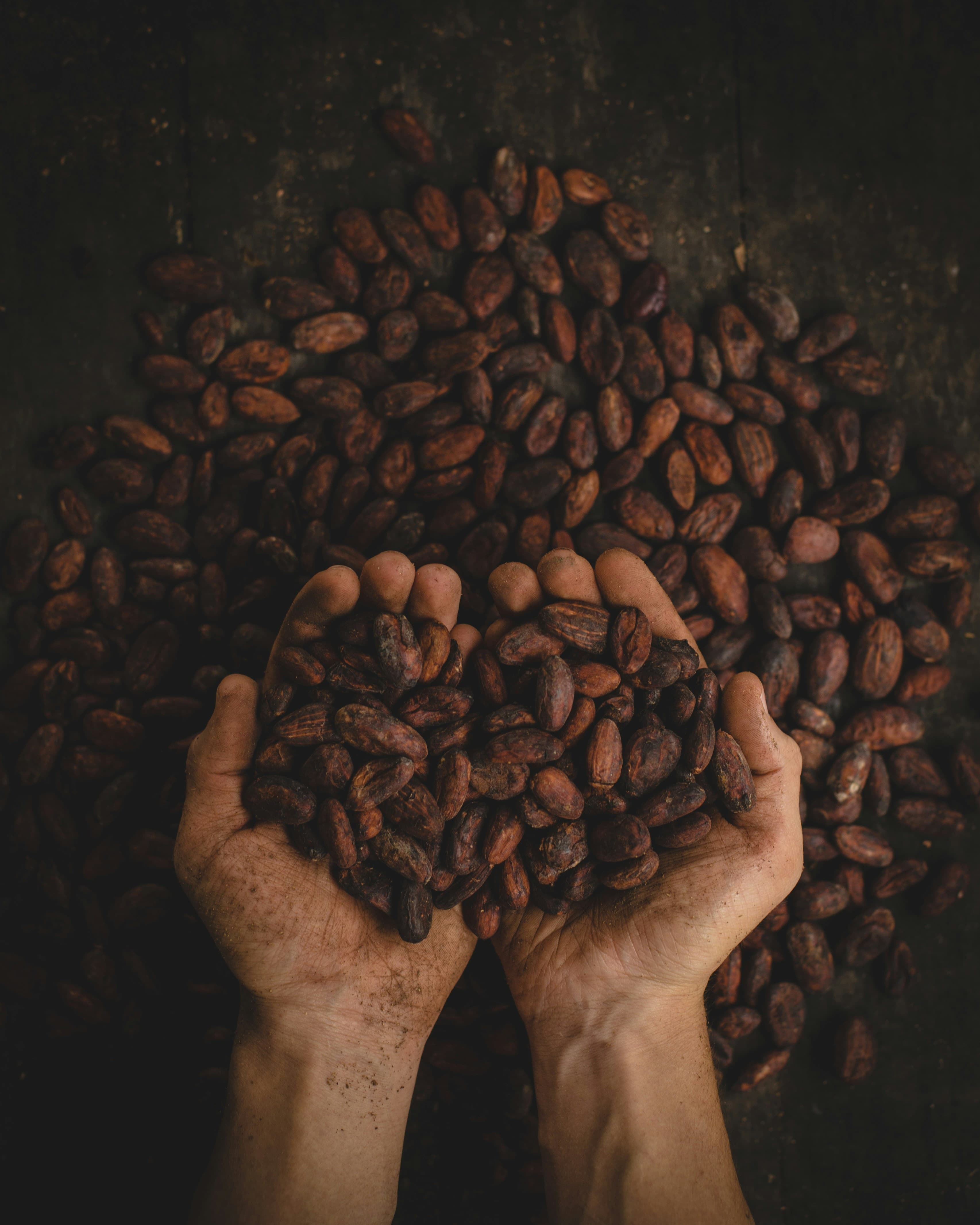 Hands holding fresh cocoa beans